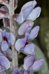 Gulf Coast lupine